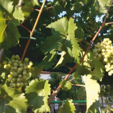 Апартаменты Medic Драче