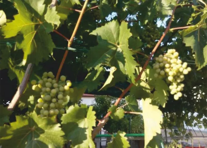 Appartement Medic Drače